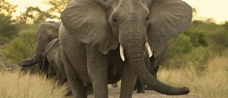 elefante-animais-perigosos