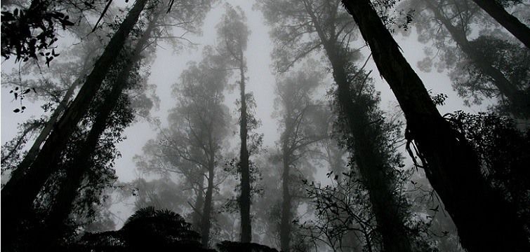 Lugares Misteriosos Floresta